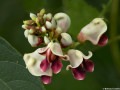 sweet-potato-apios-americana-Osceola-Missouri-by-Betsey-Crawford