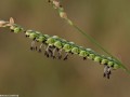vine-mesquite-hopia-obtusa-Osceola-Missouri-by-Betsey-Crawford