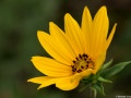 woodland-sunflower-heliantus-strumosus-Osceola-Missouri-by-Betsey-Crawford