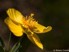Bush poppy (Dendromecon rigidus) in a native plant garden in San Ramon, California