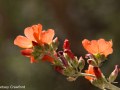 Apricot globemallow (Sphaeralcea ambigua) Newspaper Rock, Utah