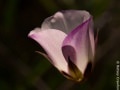 Catalina mariposa lily (Calochortus catalinae) Corral Canyon, Santa Monica Mountains, Malibu, California