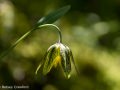 Checker lily (Fritillaria affinis) Coeur d'Alene, Idaho