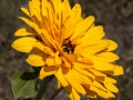 Double yellow sunflower (Helianthus species) Smoky Valley Ranch, Oakley, Kansas