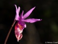 Fairy slipper orchid (Calypso balboa) Mount Tamalpais State Park, Mill Valley, California