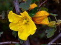 Flannel bush (Fremontodendron californicum) Charmlee Wilderness, Malibu, California
