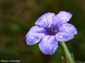 Prairie petunia (Ruellia humilis) Osceola, Missouri
