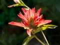 Red paintbrush (Castilleja rhexifolia) Waterton Lakes National Park, Alberta, Canada
