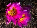 Strawberry hedgehog cactus (Echinocereus stramineus) Cross Canyon, Colorado