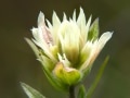 White paintbrush (Castilleja occidentalis) Waterton Lakes National Park, Alberta, Canada