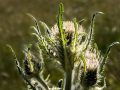 White thistle (Cirsium hookerianum) Waterton Lakes National Park, Alberta, Canada