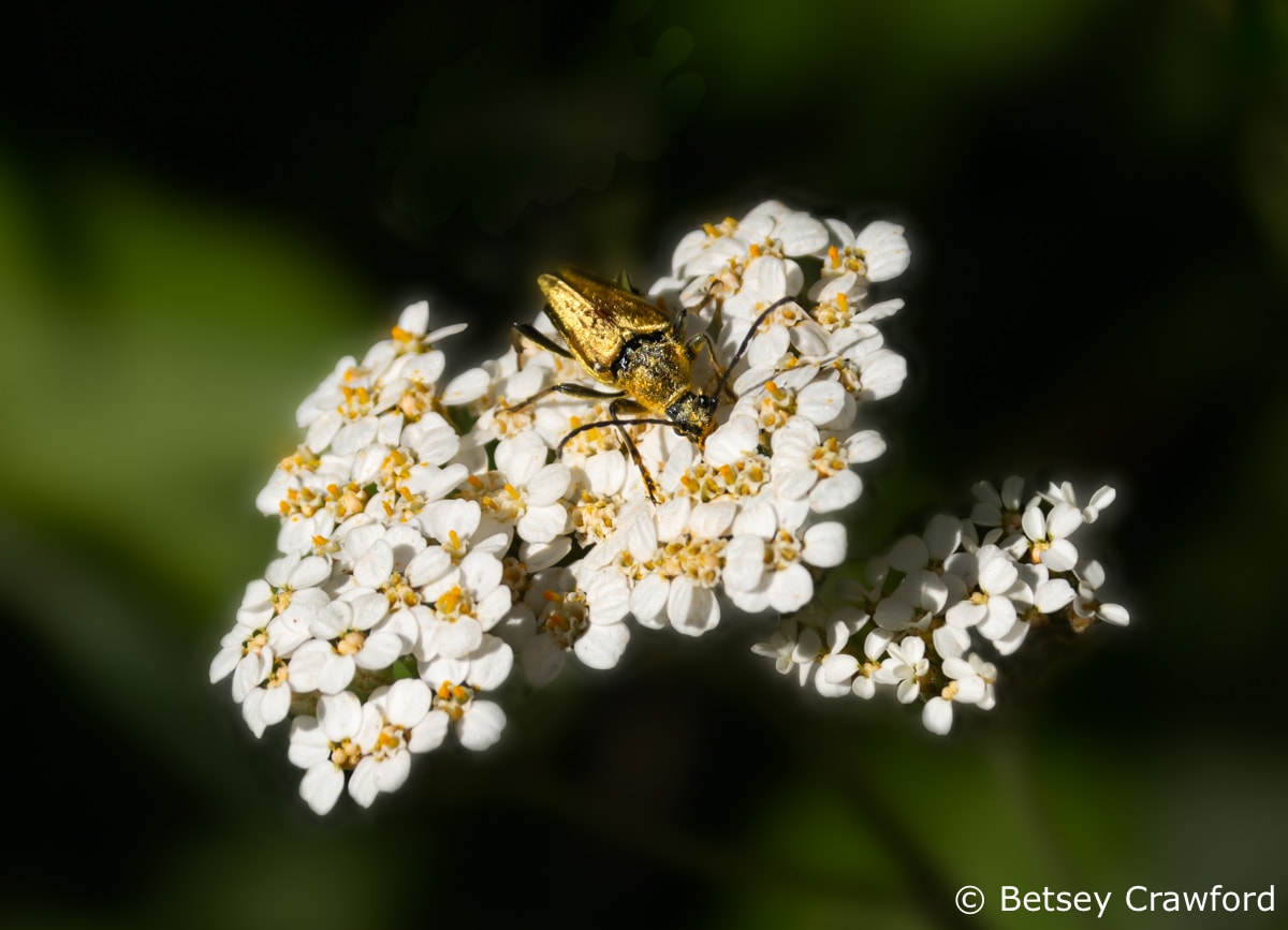 Mountain achillea (Achillea millefolium lanulosa with flower long-horned beetle )Lepturobosca chrysocoma) Sierra Nevada Mountains, California