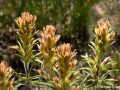 Alpine paintbrush (Castilleja nana) Sierra Nevada Mountains, California