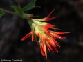 Giant red paintbrush (Castilleja miniata) Sierra Nevada Mountains, California