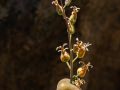 Jewel flower (Streptanthus tortuosus)