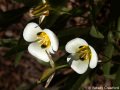 Mariposa lily (Calochortus leichtlinii) Sierra Nevada Mountains, California