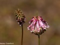 Productive clover (Trifolium productum) Sierra Nevada Mountains, California