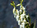 Sierra laurel (Leucothoe davisiae) -Scarlet gilia (Ipomposis aggregata) budSierra Nevada Mountains, California