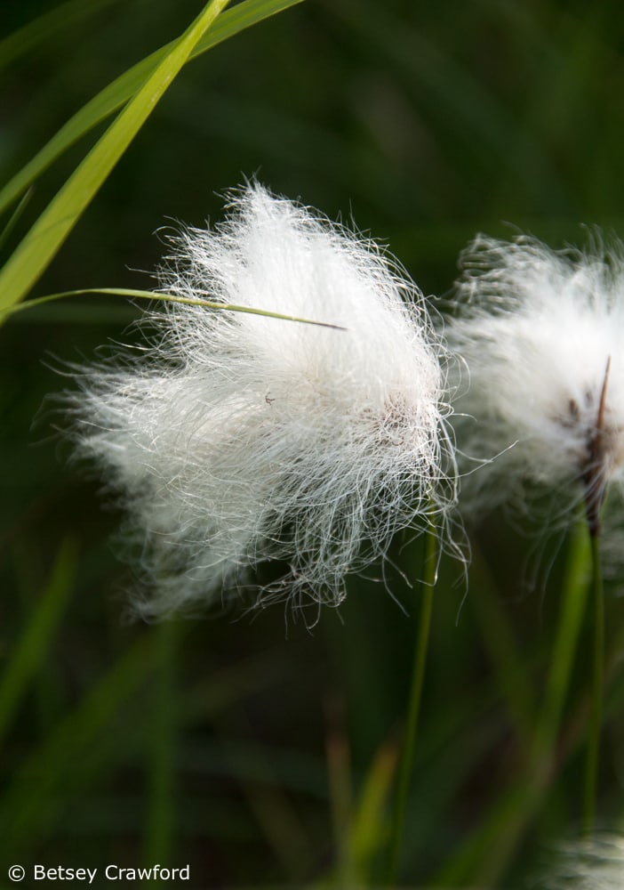 cotton-grass-eriophorum-angustifolium-Wynn-Nature-Center-Homer-Alaska-by-Betsey-Crawford