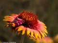 Blanket flower (Gaillardia pulchella) with matching moth, Smoky Valley Ranch, a Nature Conservancy preserve in western Kansas