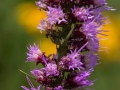 Blazing star (Liatris spicata) Schwarz Prairie, Osceola, Missouri