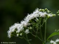 Common boneset (Eupatorium perfiolatum) Curtis Prairie, Madison, Wisconsin