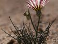Desert chicory (Rafinesquia neomexicana) Anza Borrego Desert, southern California
