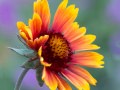 Blanket flower (Gaillardia pulchella) bud, Coeur d Alene, Idaho