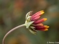 Blanket flower (Gaillardia pulchella) bud, Coeur d Alene, Idaho