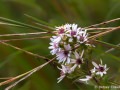 Hairy aster (Aster pilosus) Curtis Prairie, Madison, Wisconsin-