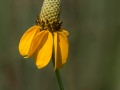Prairie coneflower (Rudbeckia nitida) Konza Prairie Preserve, Manhattan, Kansas
