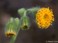 Rayless arnica (Arnica discoidea) Hoo-Koo-e-Koo trail, Blithedale Canyon, Larkspur, California