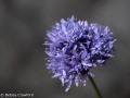 Round-headed gillia (Gillia capitata) Mount Burdell, Novato, California