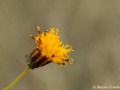 Slender greenthread (Thelesperma megapotamicum) Smoky Valley Ranch, a Nature Conservancy in western Kansas
