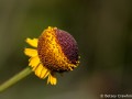 Sneezeweed (Helenium puberulum) Bull Head Trail, Point Reyes National Seashore, California