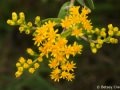 Stiff goldenrod (Solidago rigida) Curtis Prairie, Madison, Wisconsin
