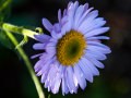 Tall purple fleabane (Erigeron peregrinus) Waterton Lakes National Park, Alberta, Canada