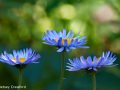 Tall purple fleabane (Erigeron peregrinus) Waterton Lakes National Park, Alberta, Canada