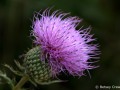 Tall thistle (Cirsium altissimum) Golden Prairie, Golden City, Missouri