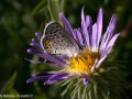 Tansy aster (Machaeranthera tanacetifolia) with butterly in Smoky Valley Ranch, a Nature Conservancy in western Kansas
