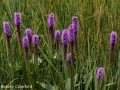 Thickspike gayfeather (Liatris pycnostachya) Tallgrass Prairie National Preserve, Flint Hills, Kansas