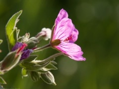 Sticky geranium (Geranium viscossimum) Waterton Lakes National Park, Alberta