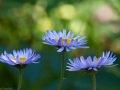 Tall purple fleabane (Erigeron peregrinus) Waterton Lakes National Park, Alberta
