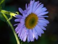 Tall purple fleabane (Erigeron peregrinus) Waterton Lakes National Park, Alberta