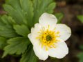 Globe flower (Trollius albiflorus) Waterton Lakes National Park, Alberta