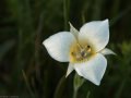 Mariposa lily (Calochortus apiculatus) Waterton Lakes National Park, Alberta