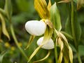 Mountain ladys slipper (Cypripedium montanum) Waterton Lakes National Park, Alberta