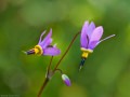 Shooting star (Dodecatheon pulchellum) Waterton Lakes National Park, Alberta