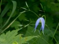 Western blue clematis (Clematis occidentalis) Waterton Lakes National Park, Alberta