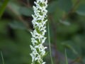 White bog orchid (Habaneria dilatata) Waterton Lakes National Park, Alberta
